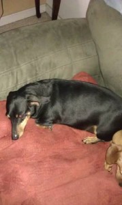 Baxter sleeping Baxter sleeping