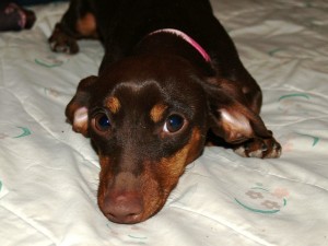 Dottie laying on bed