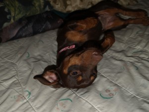 Dottie1 laying on back