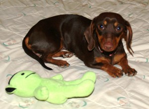 Dottie2 with toy