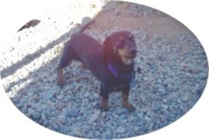 Roxie Yard