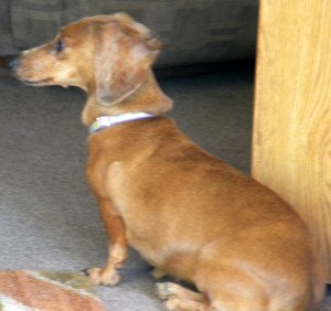 Ginger1