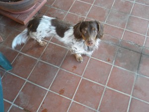 joey3