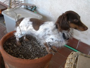 joey4