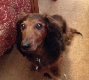 alfie