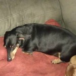Baxter sleeping