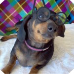 Roxie Glasses